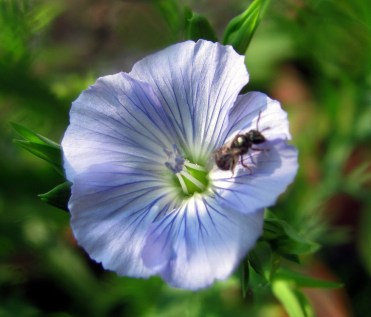 A teeny sweat bee climbs out of tiny blue flax bloom.