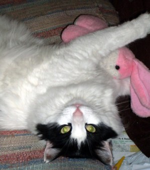 Go away ... the bunny and I have business.