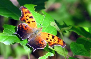 “He said that we belonged together because he was born with a flower and I was born with a butterfly and that flowers and butterflies need each other for survival.” ― Gemma Malley, The Declaration 