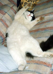 This belly's not gonna rub itself, ya know!