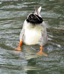 I see your duck butt and raise you ...