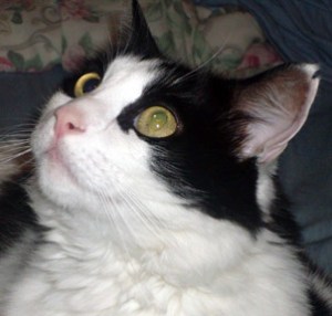 Yeah, I know you wanna rub my head, but you're gonna have to work for it.