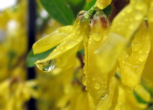 Forget raindrops on roses (but not whiskers on kittens); raindrops on forsythia are one of my favorite things.