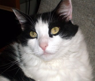 So shall I just gaze adoringly at you?