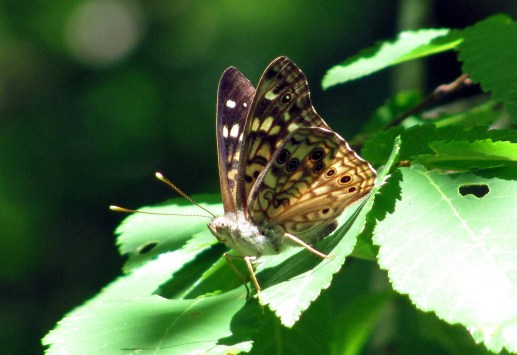 A hackberry emperor preparing for takeoff.