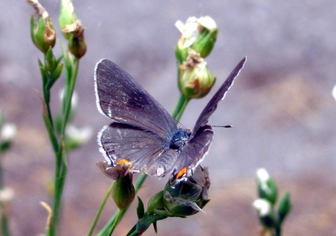A gray hairstreak alights on spent daisy blooms.
