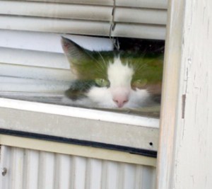 Hello ... is it me you're lookin' for?