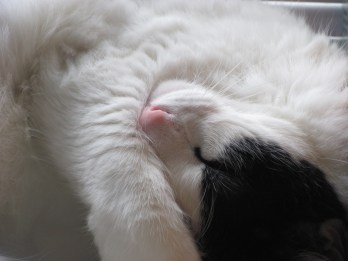 I don't look nearly this cute when I sleep.