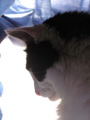 Even cats get the blues.