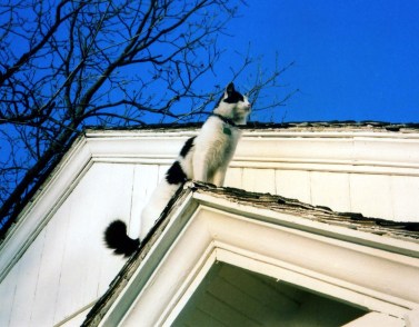 I'll protect you from the blues ... as soon as I get down from here ...