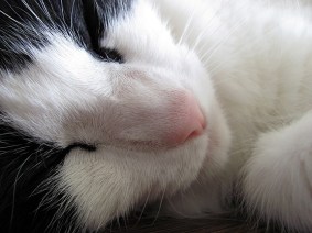 Don't bother me! I've only had 22 hours of sleep today!