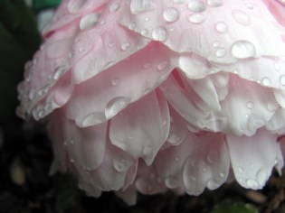 Peonies are one of my favorite flowers, though they didn't used to be. They've grown on me. :-D