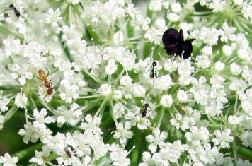 Ants traverse Queen Anne's lace.