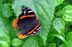 A red admiral rests on a leaf.