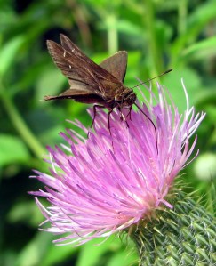 A skipper perching atop a thistle.
