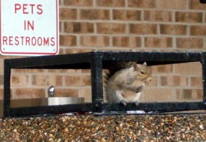 Those squirrels are everywhere!