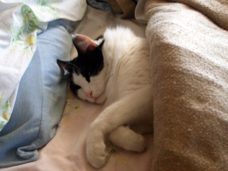 Shhhhh. I'm trying to get my beauty sleep, ya know.