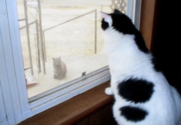 Hey, Mom ... this guy's watching us ... I think he wants to mess up your bid ...