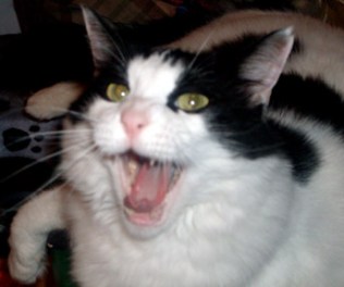 Let's do it in a round now ... "Soft kitty, warm kitty, little ball of fur ... happy kitty, sleepy kitty, purr, purr, purrrrrrrr."