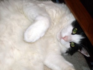 Is it cuddle time yet, Mom?