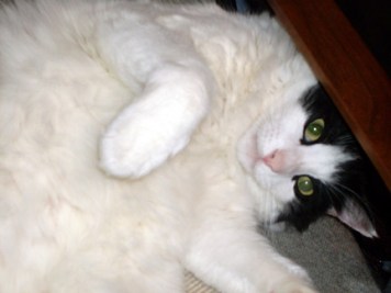 Just not that belly ... unless you like blood loss.