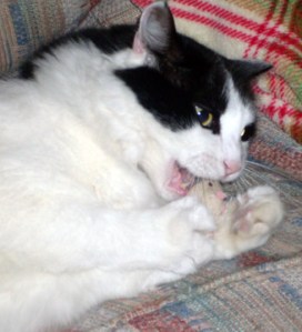 I love you, catnip mousie!