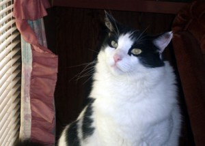 Of COURSE you love me ... I'm frickin' adorable!