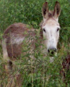 Yep, they really are that stubborn.