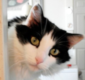 Hey! Whatcga doin.? Is it something for ,me? Can I see it pleasepleasrplease!!!???