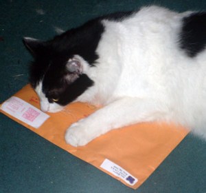 Mom, I'm not sure this one passes inspection. I smell something fishy.