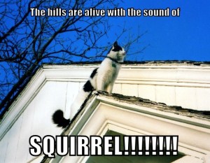 SOMsquirrel