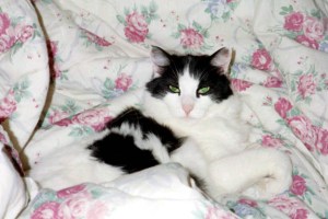 Why is it so frickin' hot in here? Fan me, human!