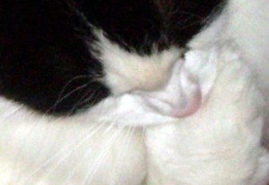 Look at this! I'm so hungry, I want to eat my paw! Now make with the food, lady ...