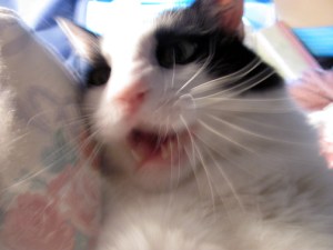 I (purrrr) KILL (purrrrr) YOU! (purrrrrrrrrrrrrrrr)!