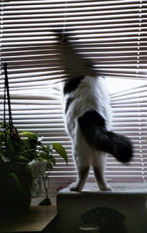 Personally, I prefer these windows.