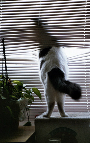 These are my skinny cat pants.