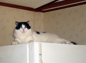 Scared to jump? I didn't take an elevator up here!