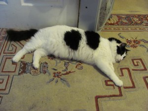 I'm too tired to move ... and don't even think about touching this belly.