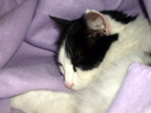 So innocent when he's sleeping ...