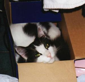 What? You're surprised someone actually put your beliefs in a box?