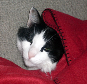 My bald spot is all your fault!