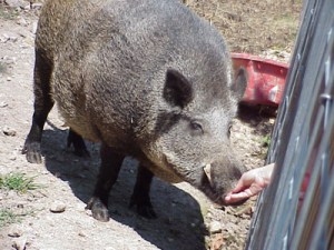 The original "Tusk," mascot for the Arkansas Razorbacks. Photo from Wikipedia.