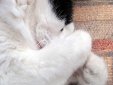 I think this is one of Cute Overload's rules of cuteness: Putting paws over your face when sleeping.