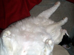 Fuzzy-belly therapy? I'm ready and on-call!