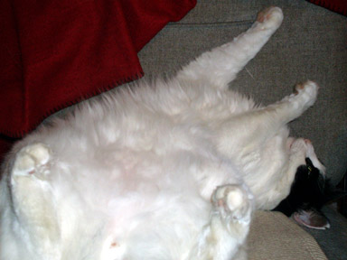 Just not that one ... unless you really want to lose a few pints of blood. 