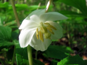 mayapple