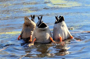 It's a threefer! Photo credit: Tom Koerner / USFWS