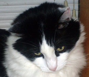 I prescribe one 18-pound cat on your chest, three times a day. You'll be better in no time!