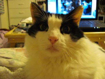 No toy, and you're ignoring me? This shall not go unchallenged ...