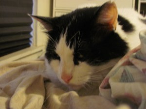 You are, indeed, correct. I don't like you.